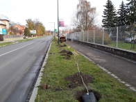 výsadba stromů ul. Pražská 1.jpg